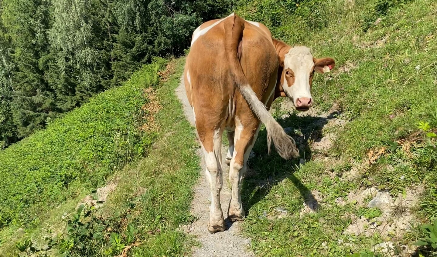 Zomerfotos Let Op Woudenberg