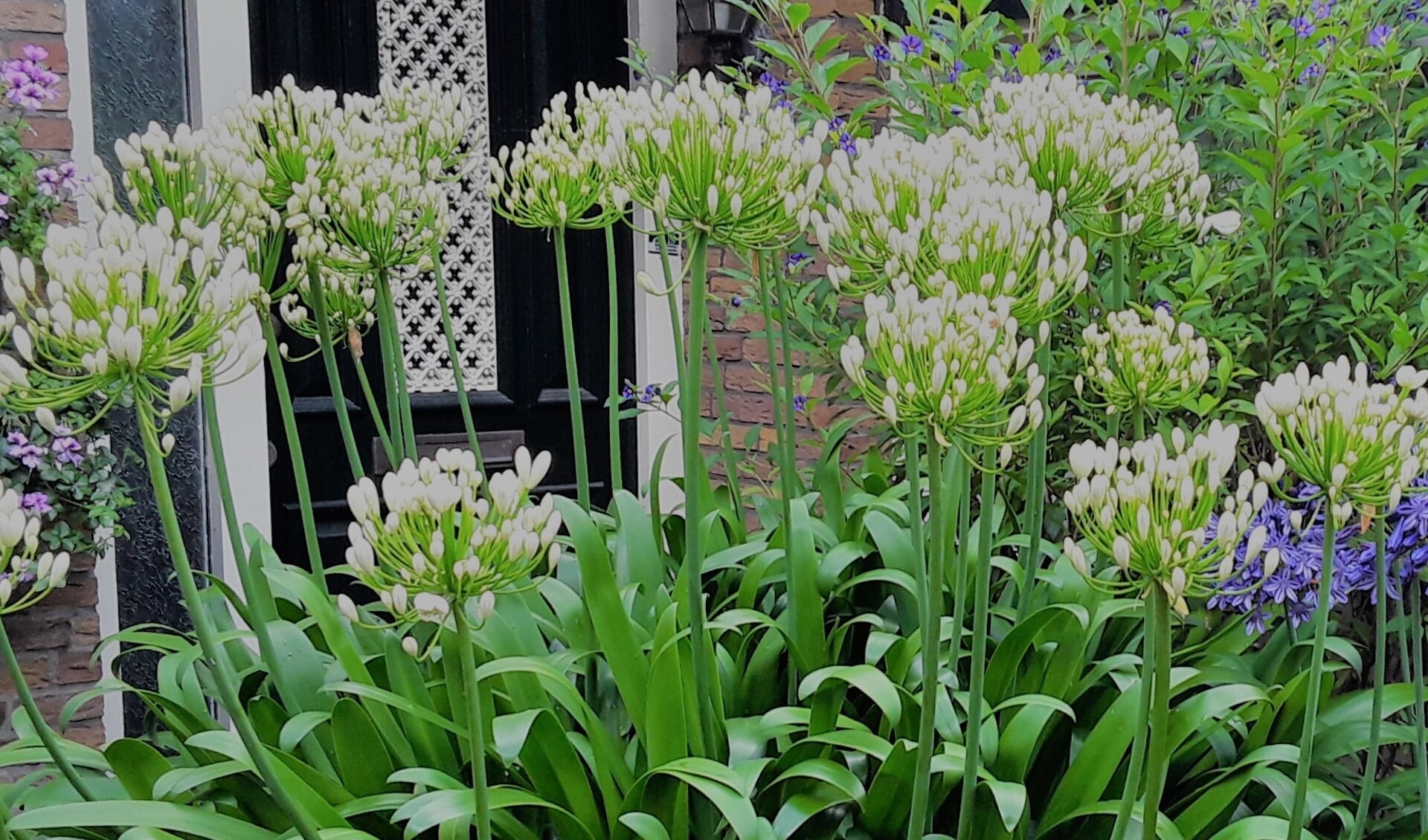 Groenmarkt En Open Tuinenweekend In Limmen En Heiloo Al Het Nieuws