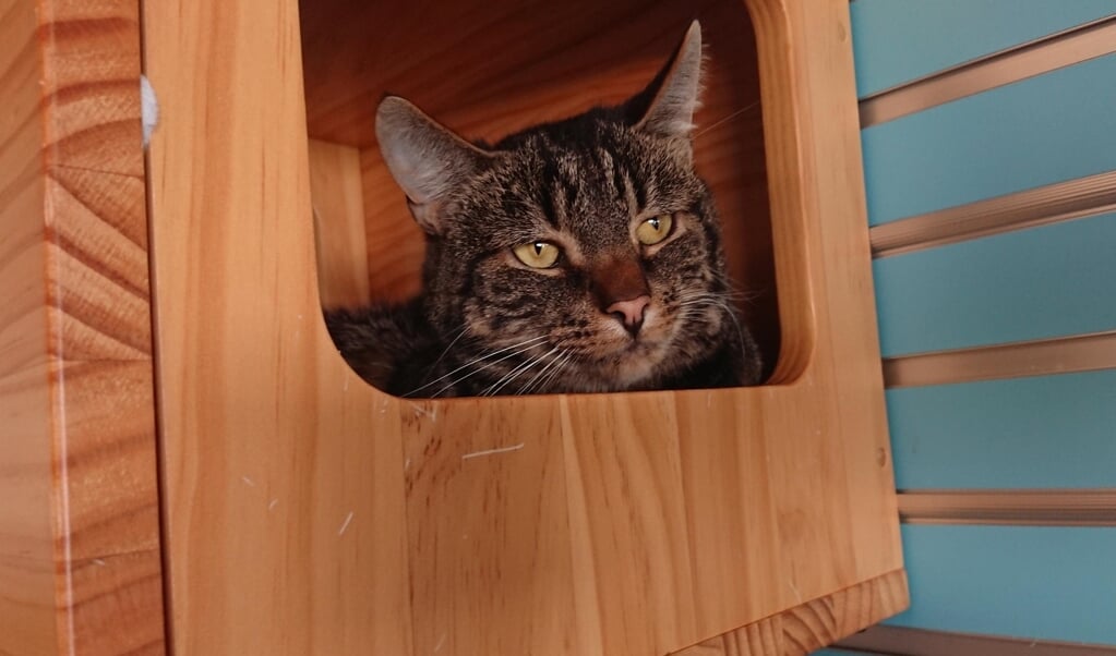 Kater Chester Zoekt Rustig Plekje Zonder Soortgenoten Adverteren