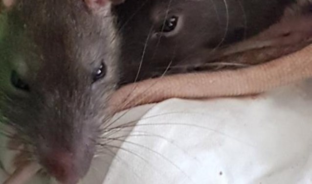 Veere heeft geen rattenprobleem