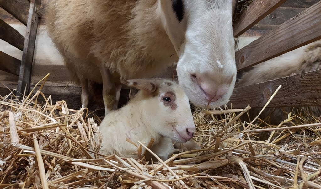 Eerste Lammetje Geboren Bij Schaapskudde Van Ermelo Het Is Een