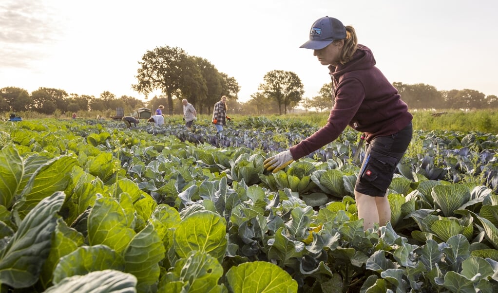 Samen Duurzaam Voedsel Produceren Nu Ook In Amersfoort Een Herenboeren