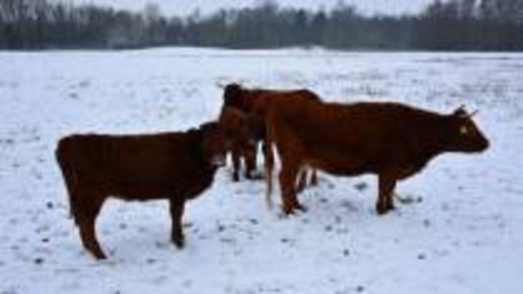 Glibberen En Glijden Door Flinke Sneeuwval In Heerenveen Groot Heerenveen