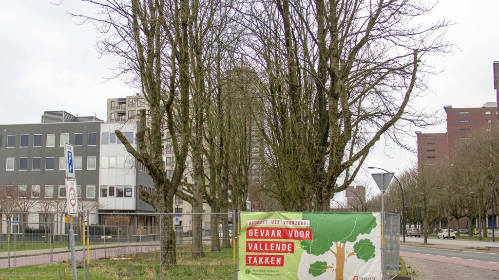 Bomen Stationsplein Gaan Naar De Boulevard Al Het Nieuws Uit Enschede