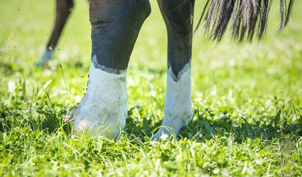 Einschuss Bij Het Paard Bit Cap