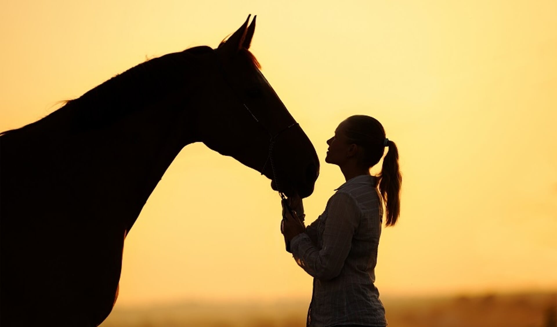 Welke Eigenschappen Zien Ruiters Het Liefste Bij Hun Paard Het