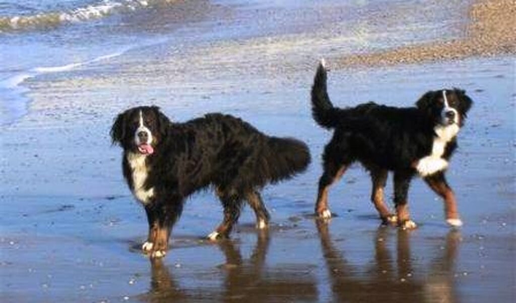 Per 15 april: andere regels voor honden op het strand