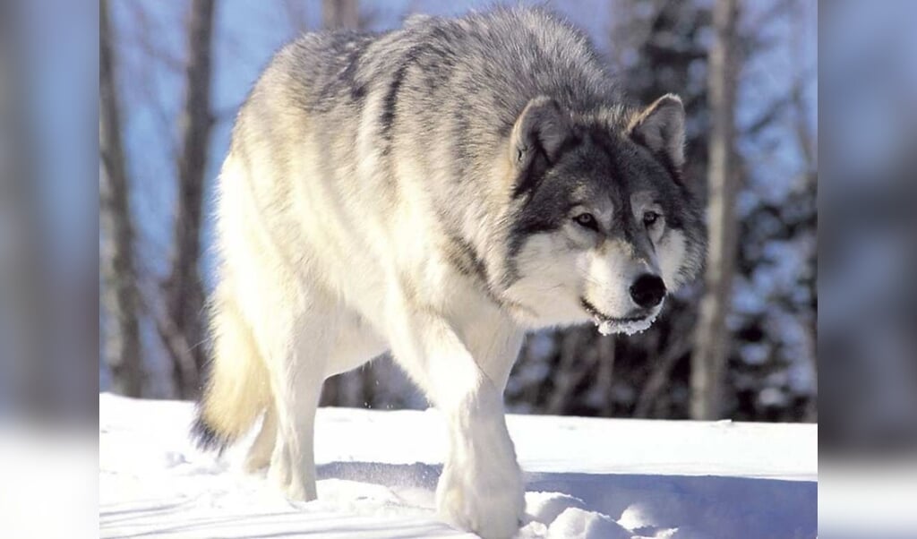 Damherten mogelijk snack voor Bulgaarse wolven