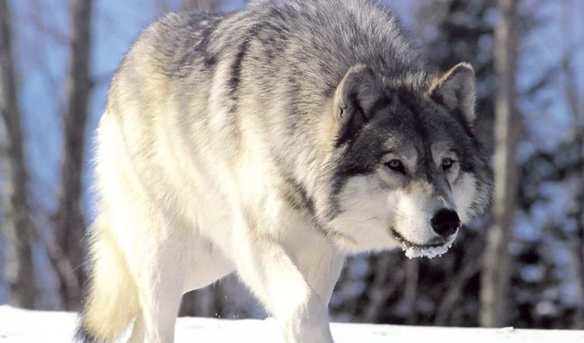 Damherten mogelijk snack voor Bulgaarse wolven
