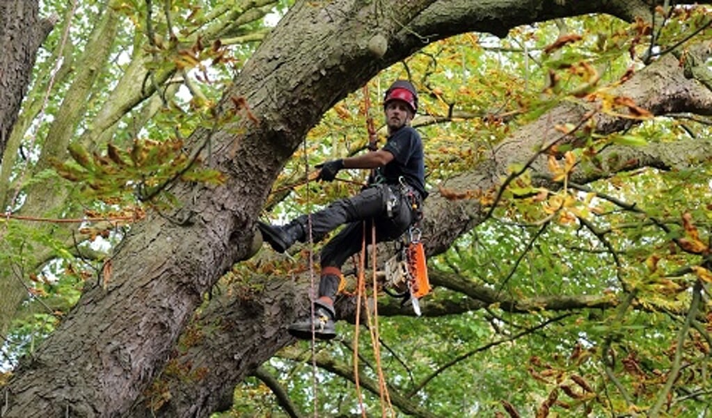 Boom klimmen in Amsterdamse Waterleidingduinen