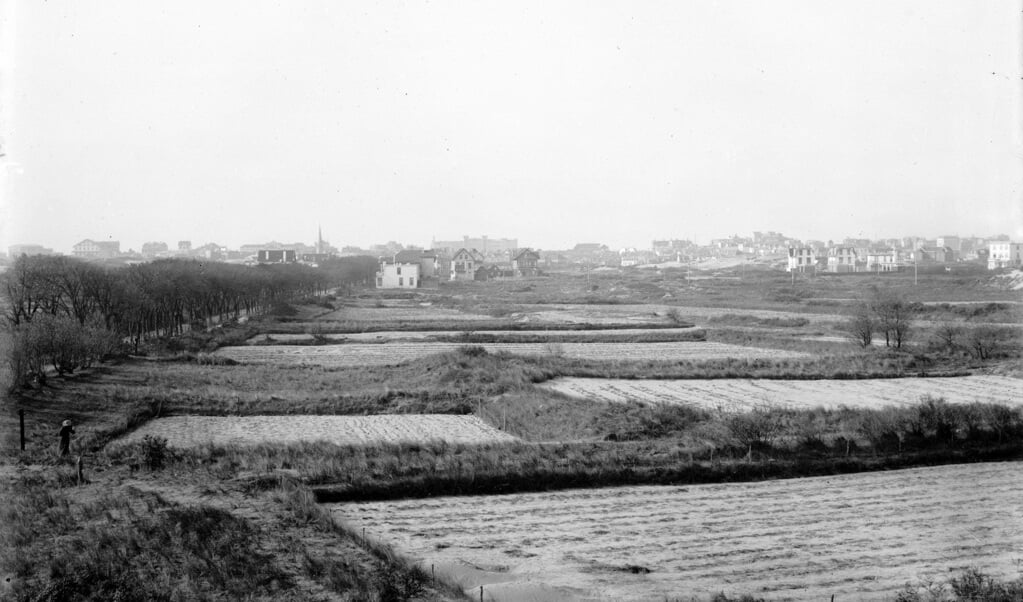 Aardappelteelland langs de Zandvoortselaan