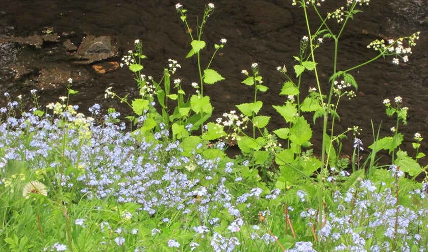 Tijdens wandelingen wordt kennis gemaakt met verrassende smaken uit de natuur. Foto: PR
