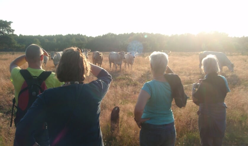 Zomeravondwandeling op de Gorsselse Heide. Foto: PR