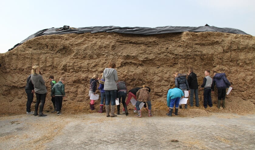 De maïs ligt hoog in de voerkuilen verpakt.