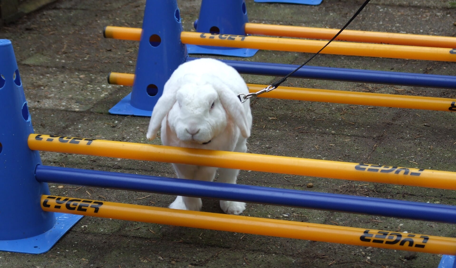 Wedstrijdje konijn-hop. Foto: PR