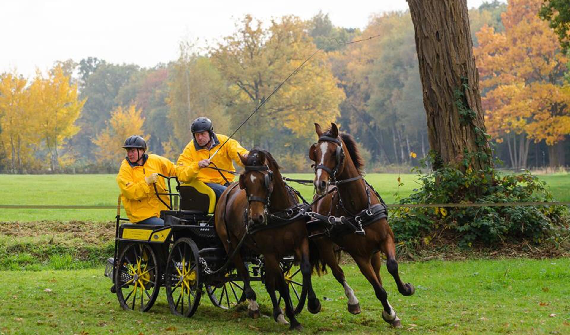 Jan en Gabriëlle Broeze met hun tweespan KWPN-paarden. Foto: Gerben Olthof