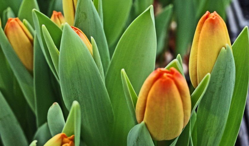 Tulpen worden verkocht door Lions Bronckhorst. Foto: PR