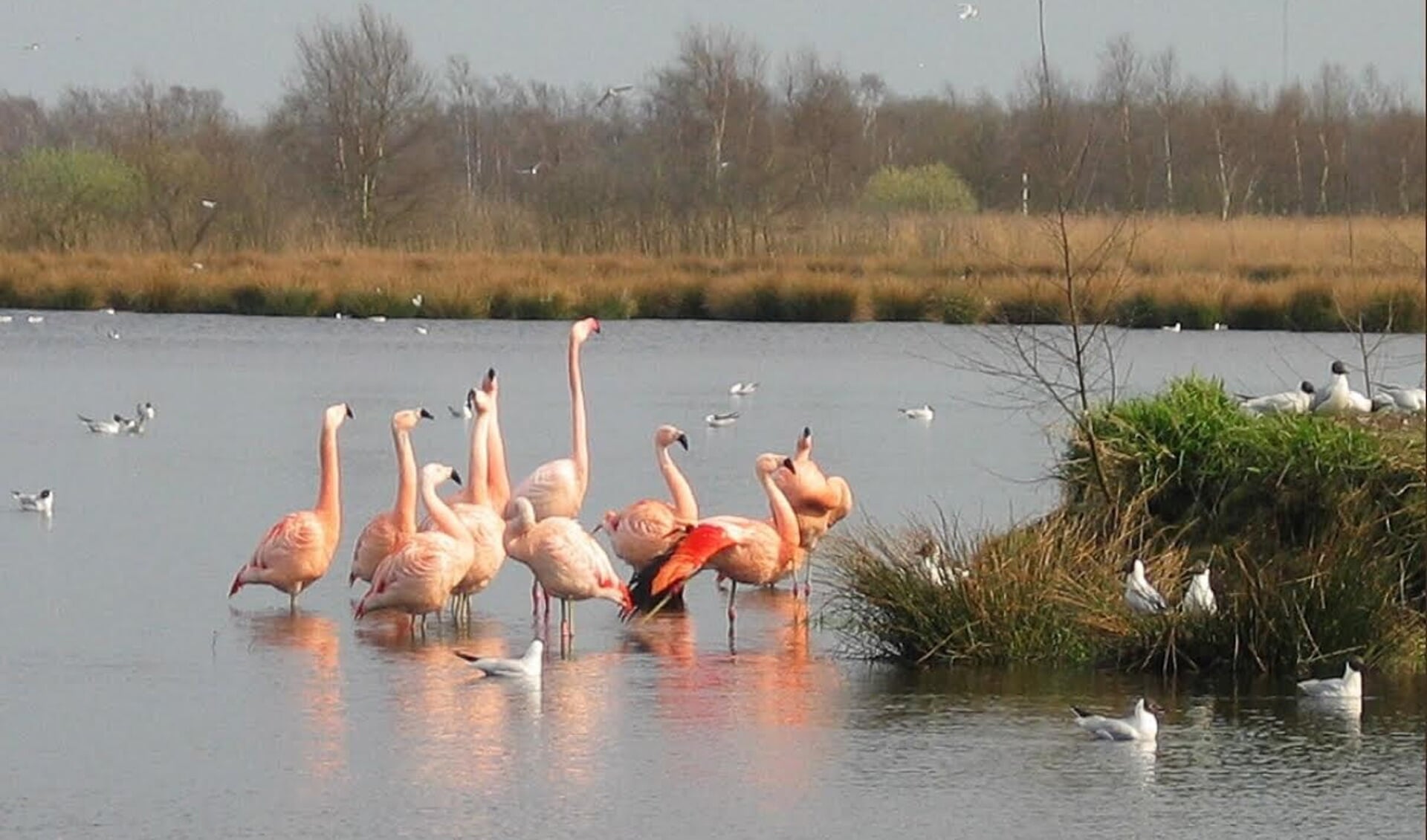 De flamingo's in Zwillbrock. Foto: PR VVV