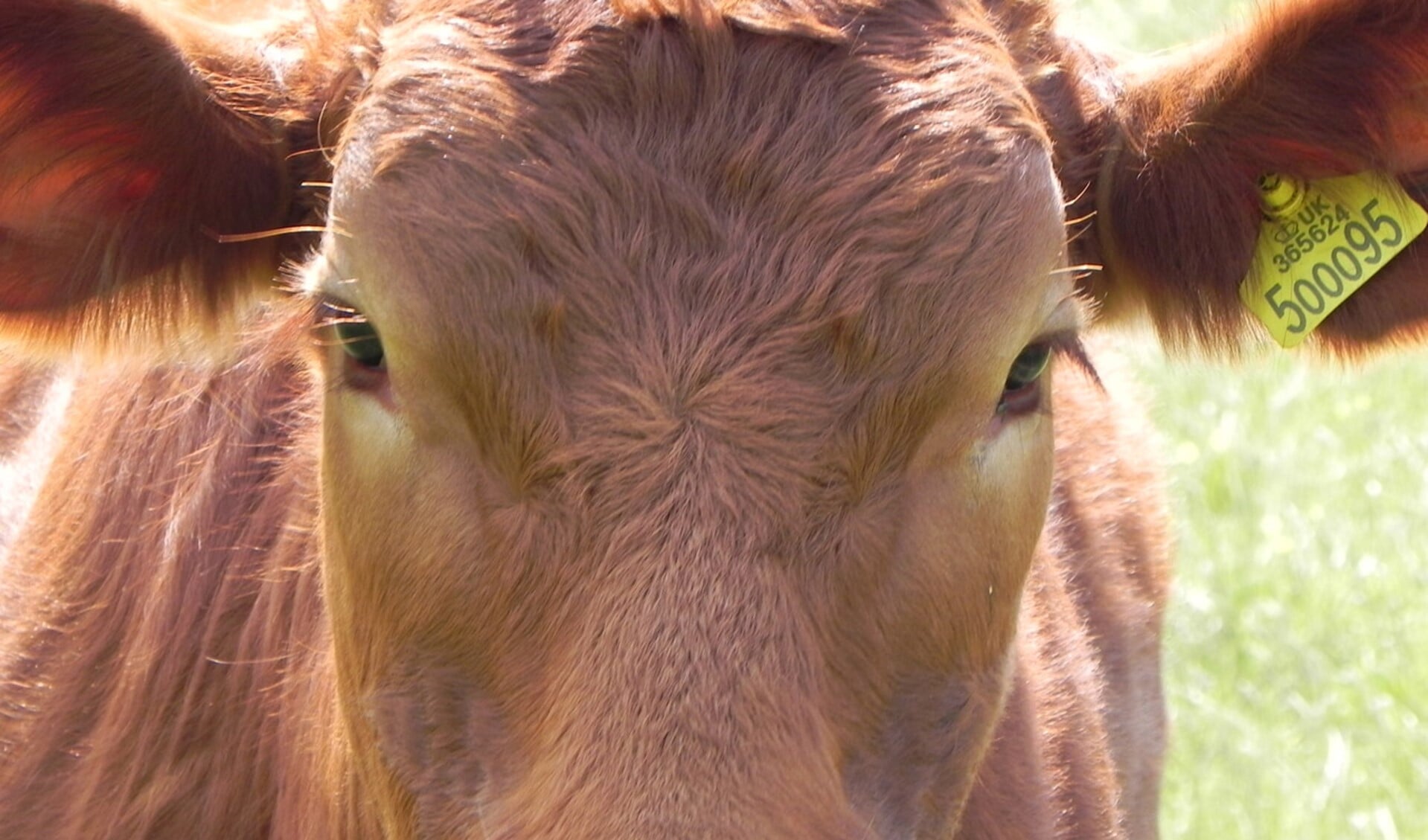 Limousin is een bruin koeienras. Foto: archief Achterhoek Nieuws