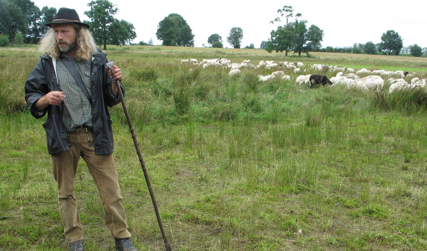 Herder Roelof Kuipers met op de achtergrond zijn kudde. Foto: Bernhard Harfsterkamp