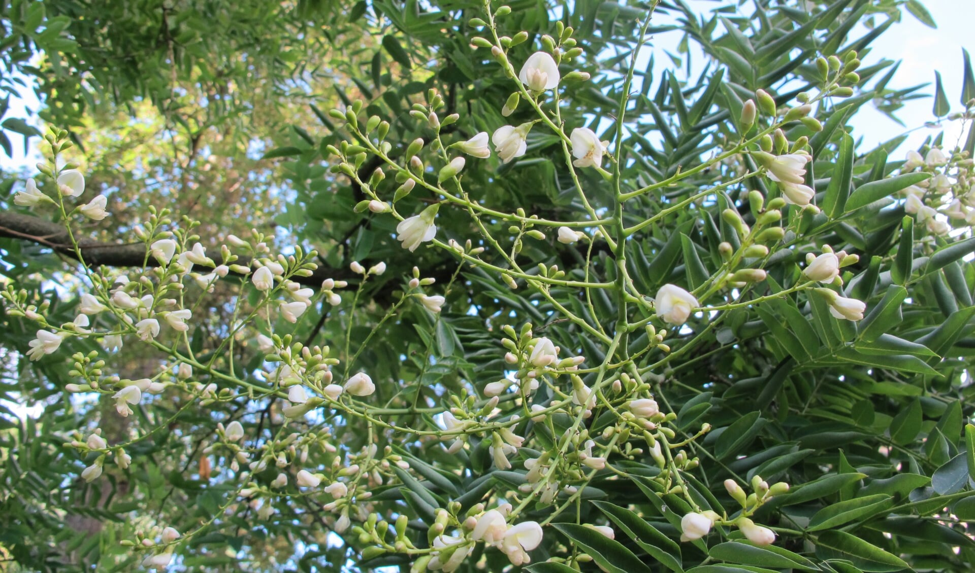 De honingboom dateert uit 1832 en bloeit niet iedere jaar. Foto: PR
