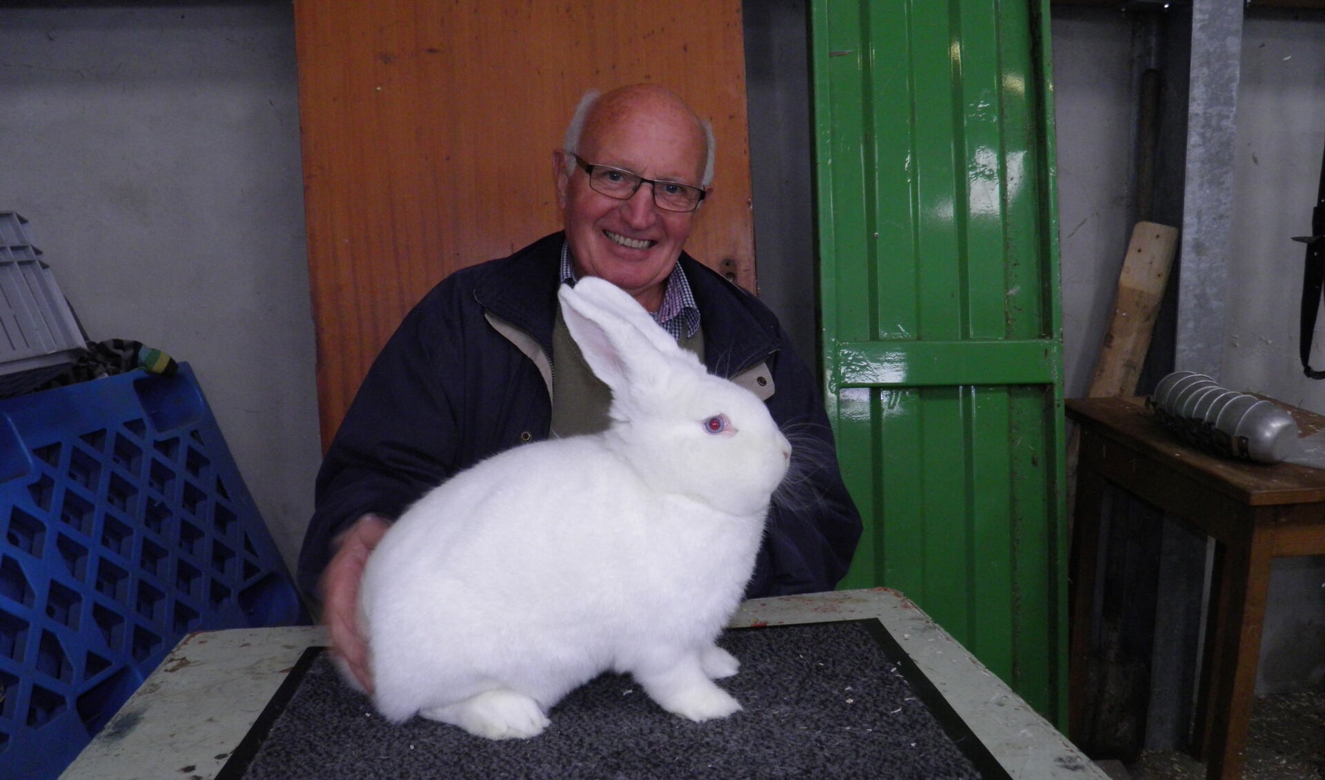Lammert Blikman uit Ruurlo had het mooiste konijn met een witte Wener Foto: PR. 