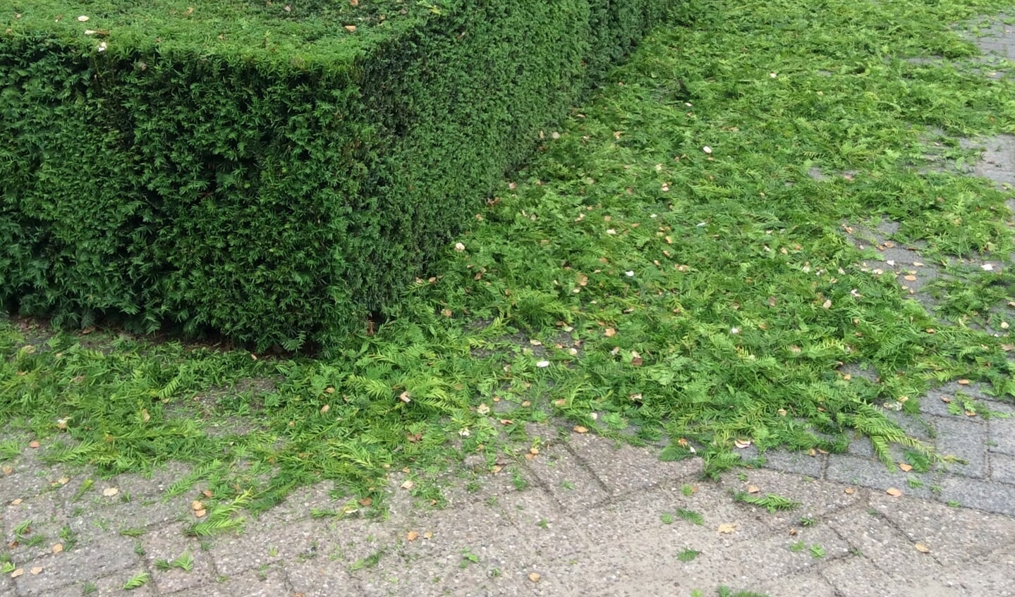 Taxussnoeisel inzamelen loont nog steeds. Foto: PR