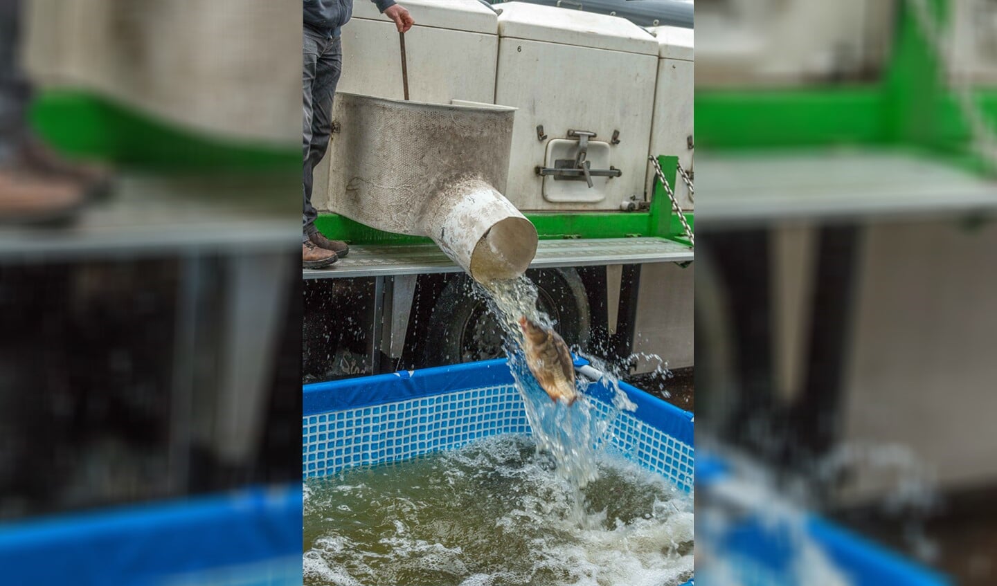 Woensdagmiddag werden de spiegelkarpers gemeten en gewogen en uitgezet. Foto: PR