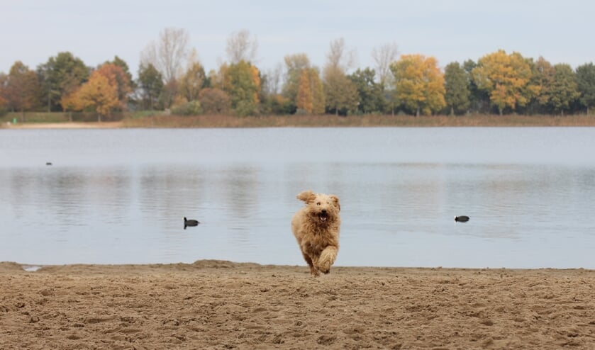 Honden zijn weer welkom op het strand van de recreatieplassen. Foto: PR