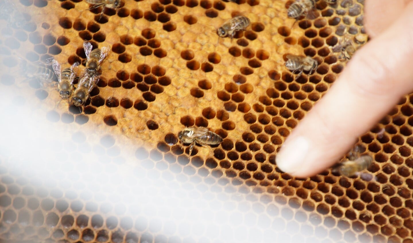 Bij de vinger: de koningin van het bijenvolk. Foto: Frank Vinkenvleugel