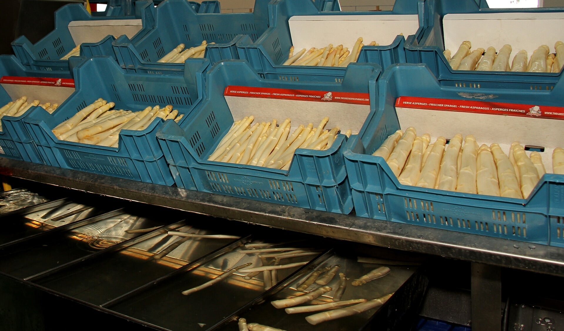Alle asperges worden uniform gesorteerd en zijn van dezelfde topkwaliteit. Foto: Liesbeth Spaansen