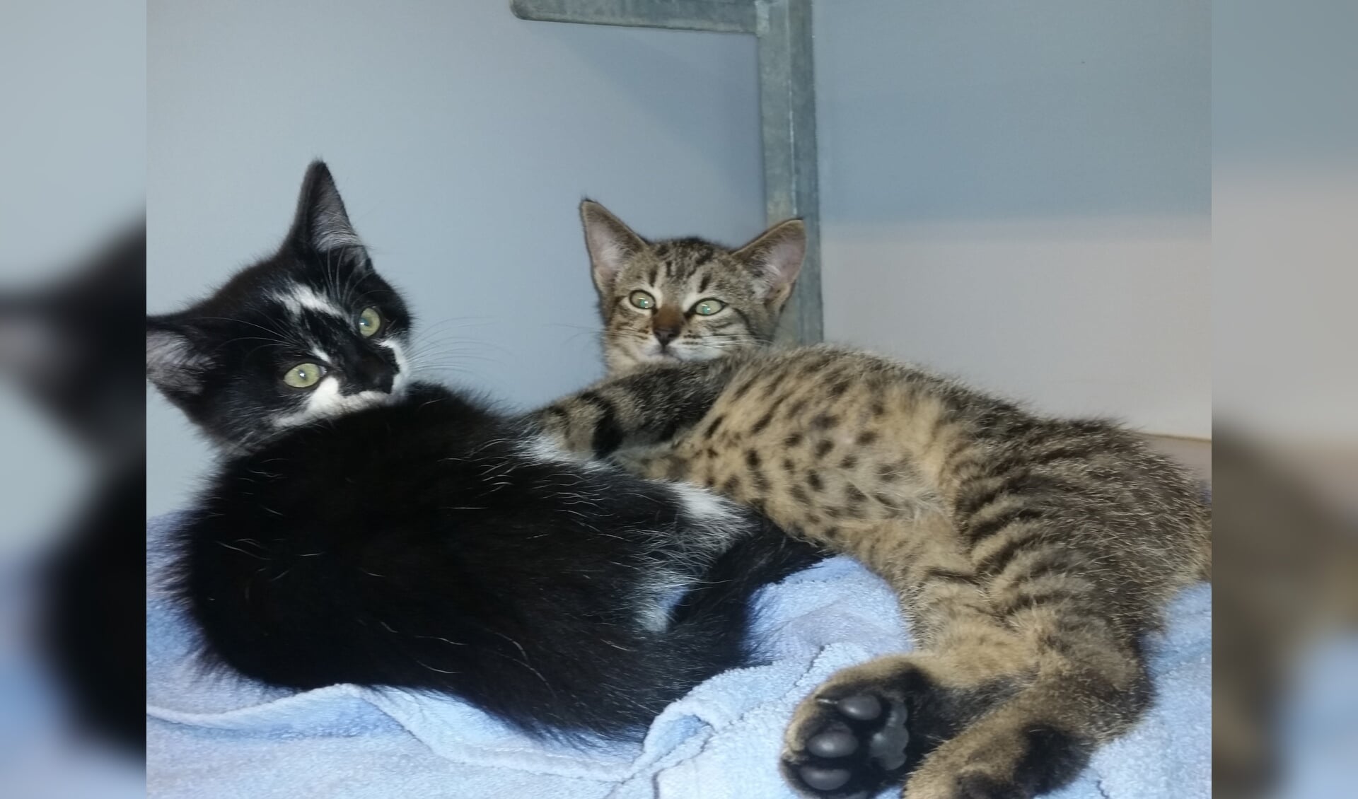 Twee kittens gevonden aan Essinkweg. Foto: PR 
