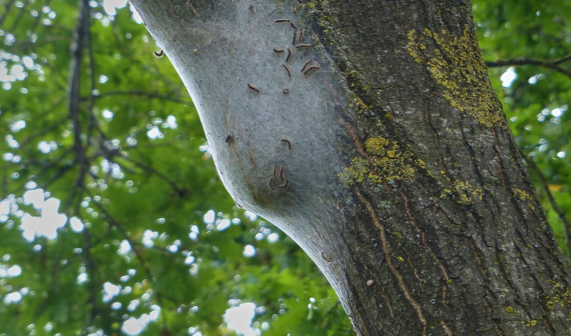 Een nest met eikenprocessierupsen. Foto: Dick van Hoffen 
