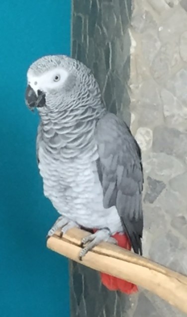 Grijze roodstaart Pip wordt vermist. Foto: PR