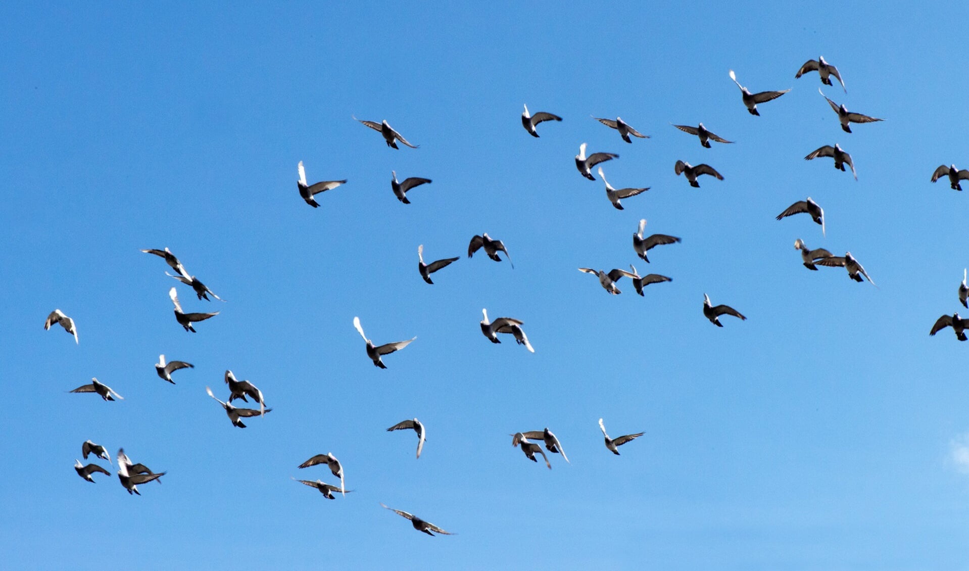 De duiven zijn begonnen aan hun terugreis. Foto: Robert Borneman