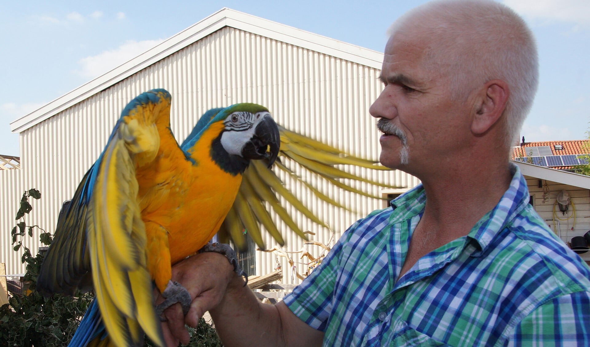 Herman Smees met een prachtige papegaai. Foto: Frank Vinkenvleugel