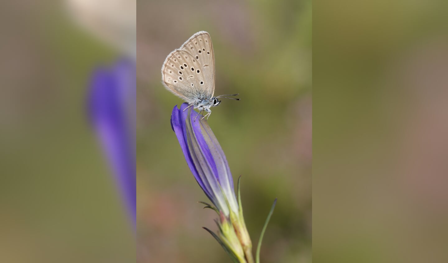 Het Gentiaanblauwtje op zijn favoriete paringsbloem. Foto: Jan-Luc van Eijk