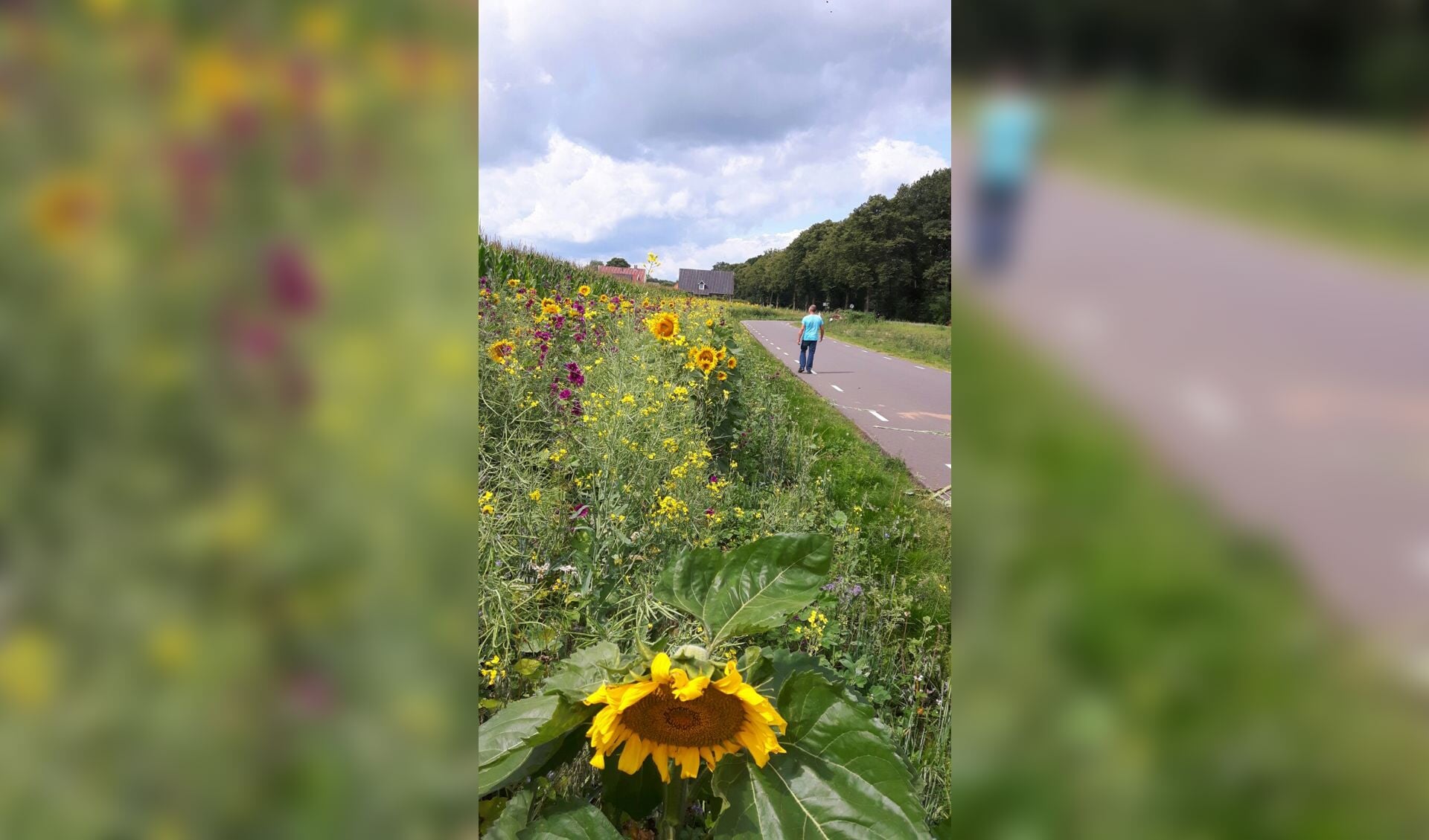 Wandelen langs bloeiende akkerranden. Foto: PR