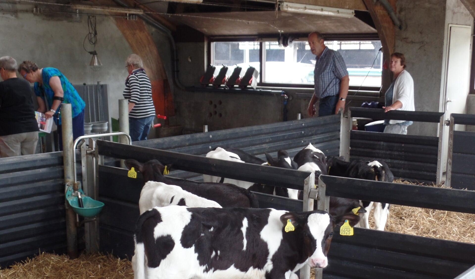 Op het bedrijf van familie Ter Maat worden 205 melkkoeien en 130 stuks jongvee.gehouden. Foto: Jan Hendriksen. 