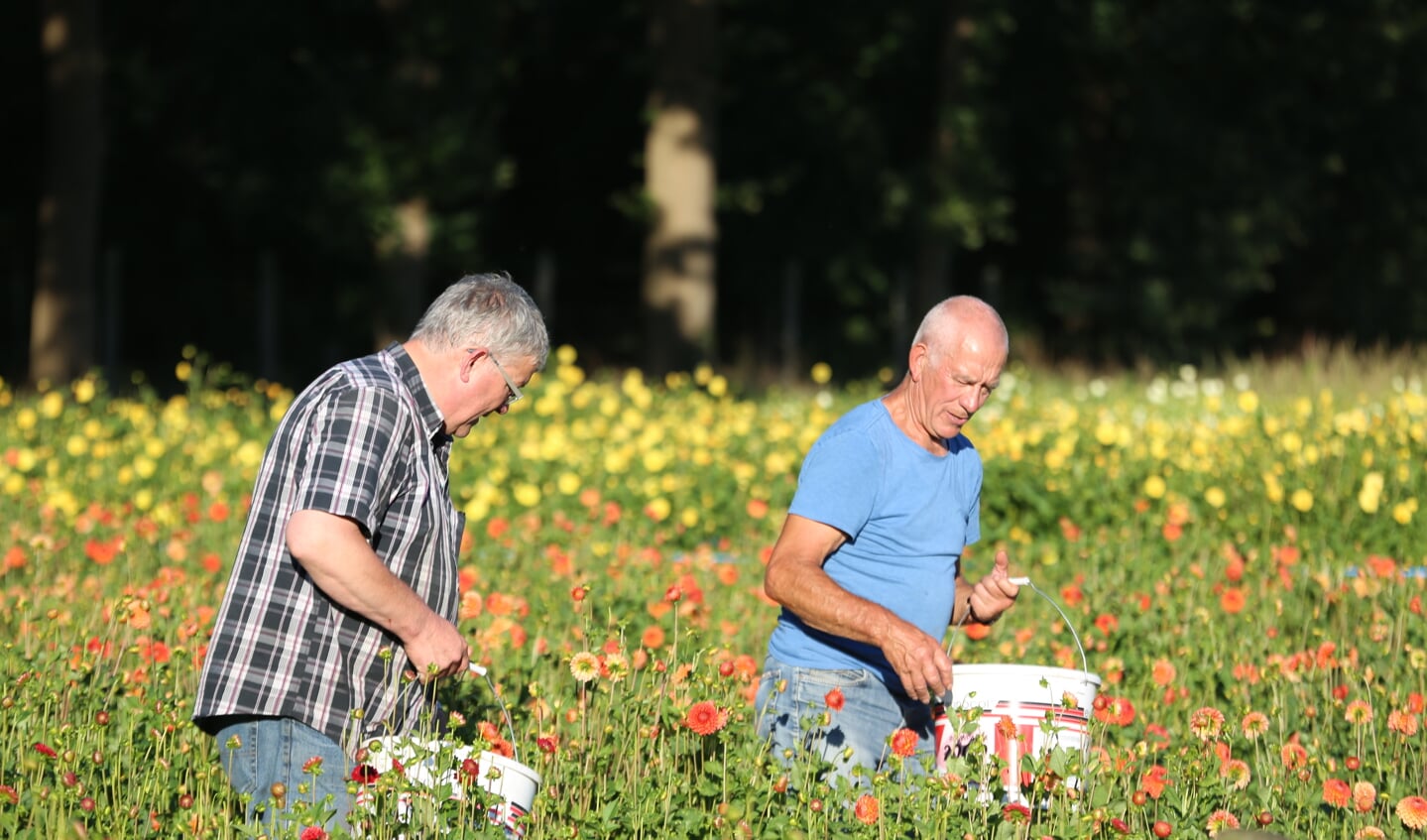 Ongeveer een half miljoen dahlia's komen van de velden van Winterswijkse telers. Foto: Winterswijk.org