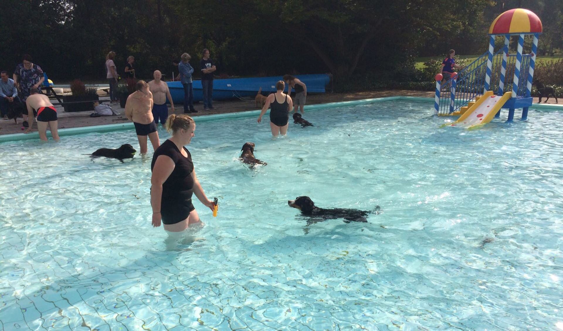 Ruim honderd honden namen zondag evenals hun baas een duik in het zwembad. Foto: PR. 