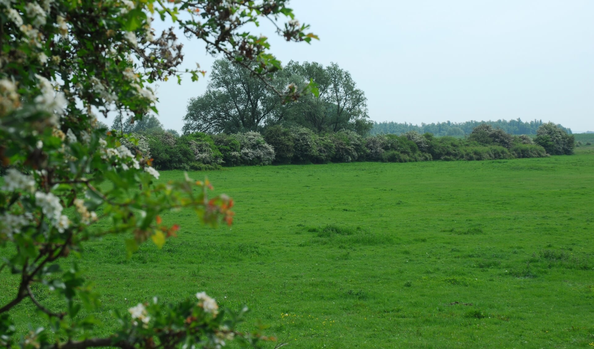 Een bloeiende meidoornhaag als landschapselement met grote biodiversiteitswaarde. Foto: Sander Nijhuis