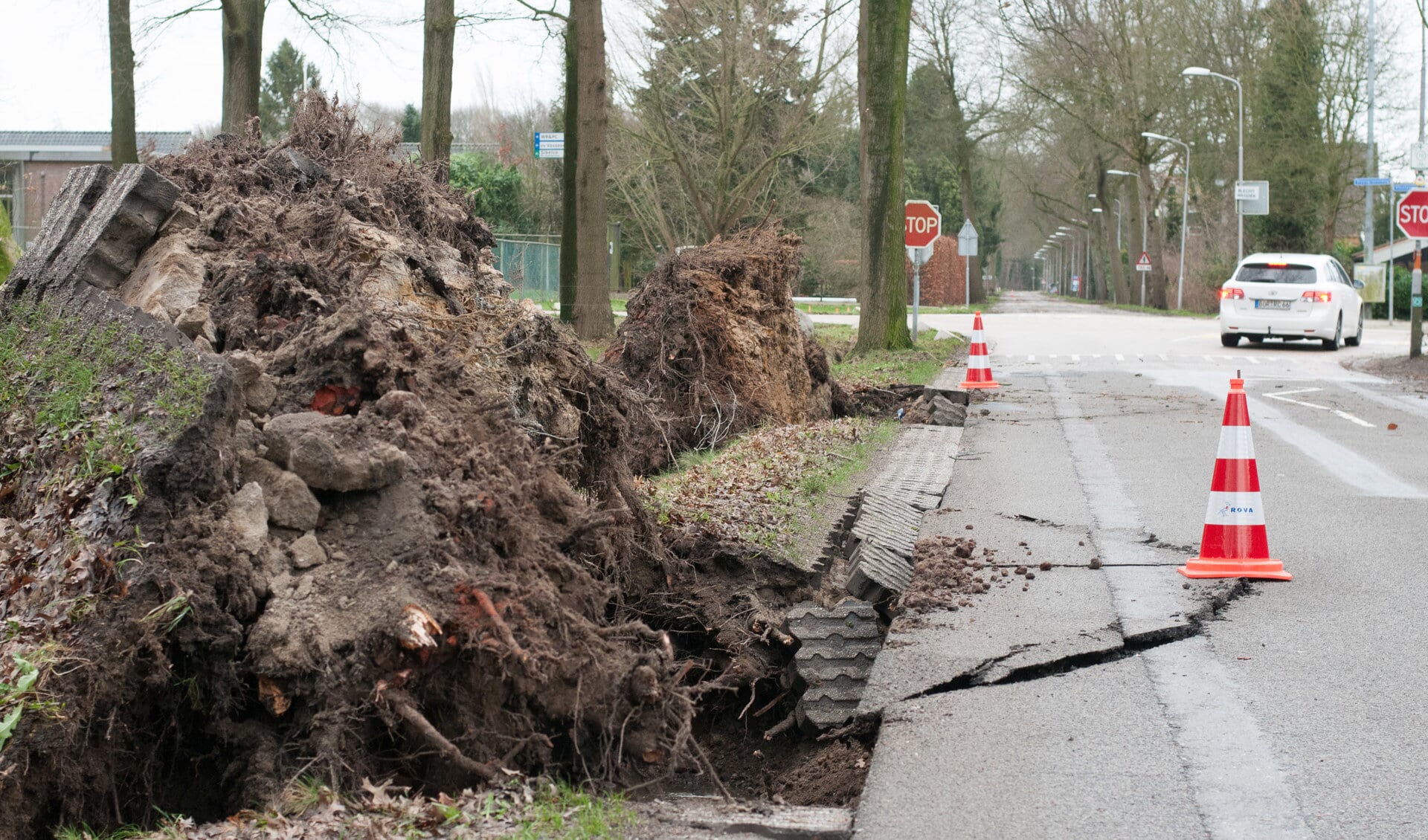 Omwaaiende bomen kunnen, zoals hier in Winterswijk, zorgen voor schade aan het wegdek en aan (water)leidingen.  Foto: GinoPress