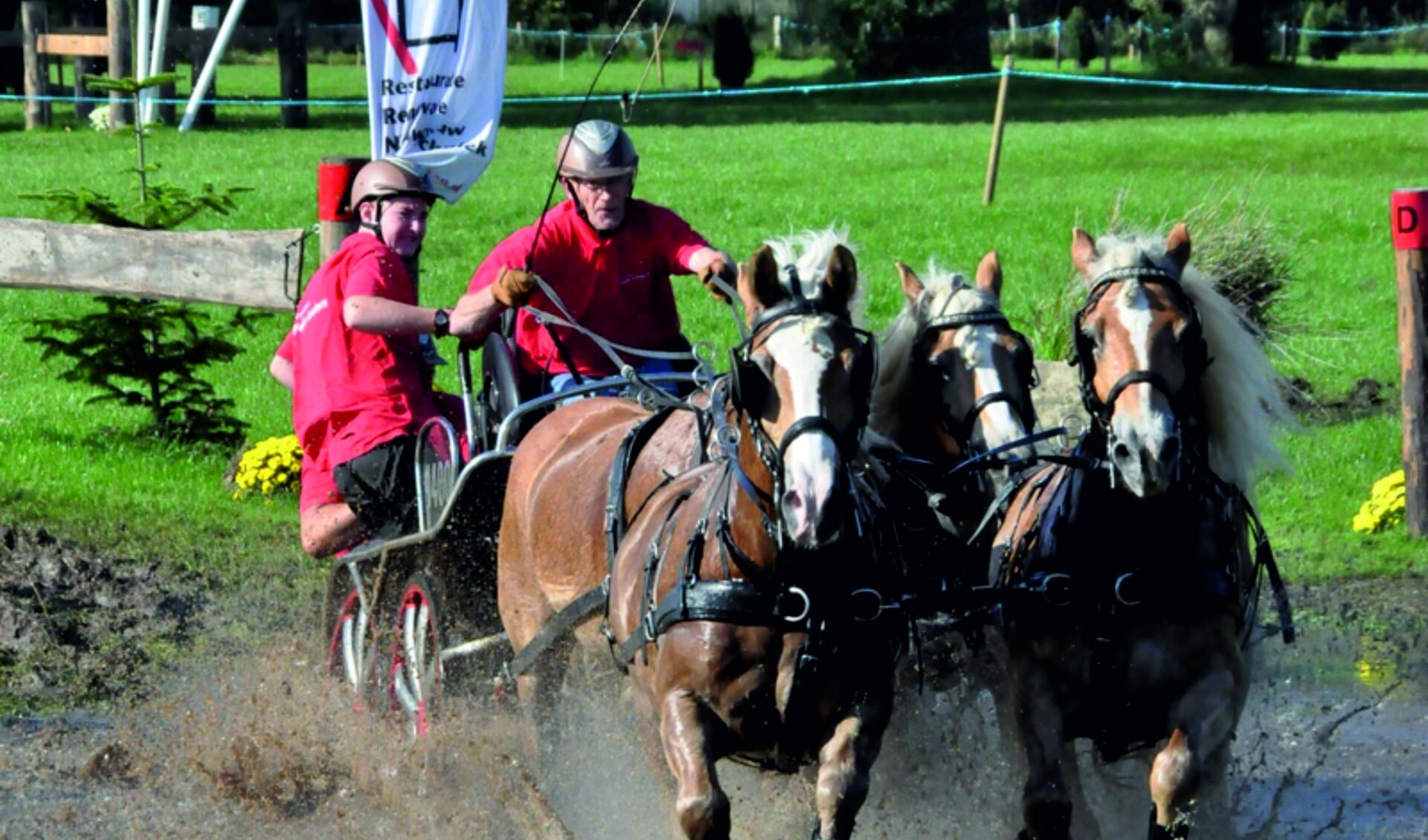 Felix Loeters met haflingers. Foto: Theo Janssen