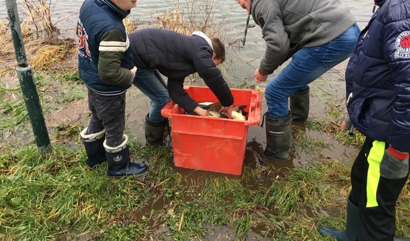 Met belangstelling kijken de jonge vissers toe hoe karpers worden uitgezet in de Klein Kolk. Foto: PR