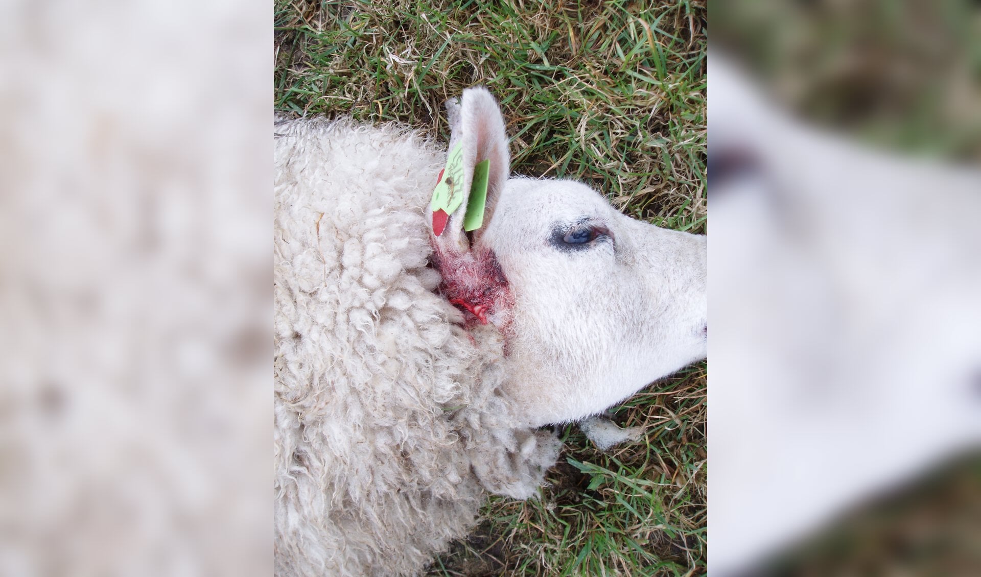 De dood van drie schapen baart Dinie Lusink grote zorgen. Foto: PR. 