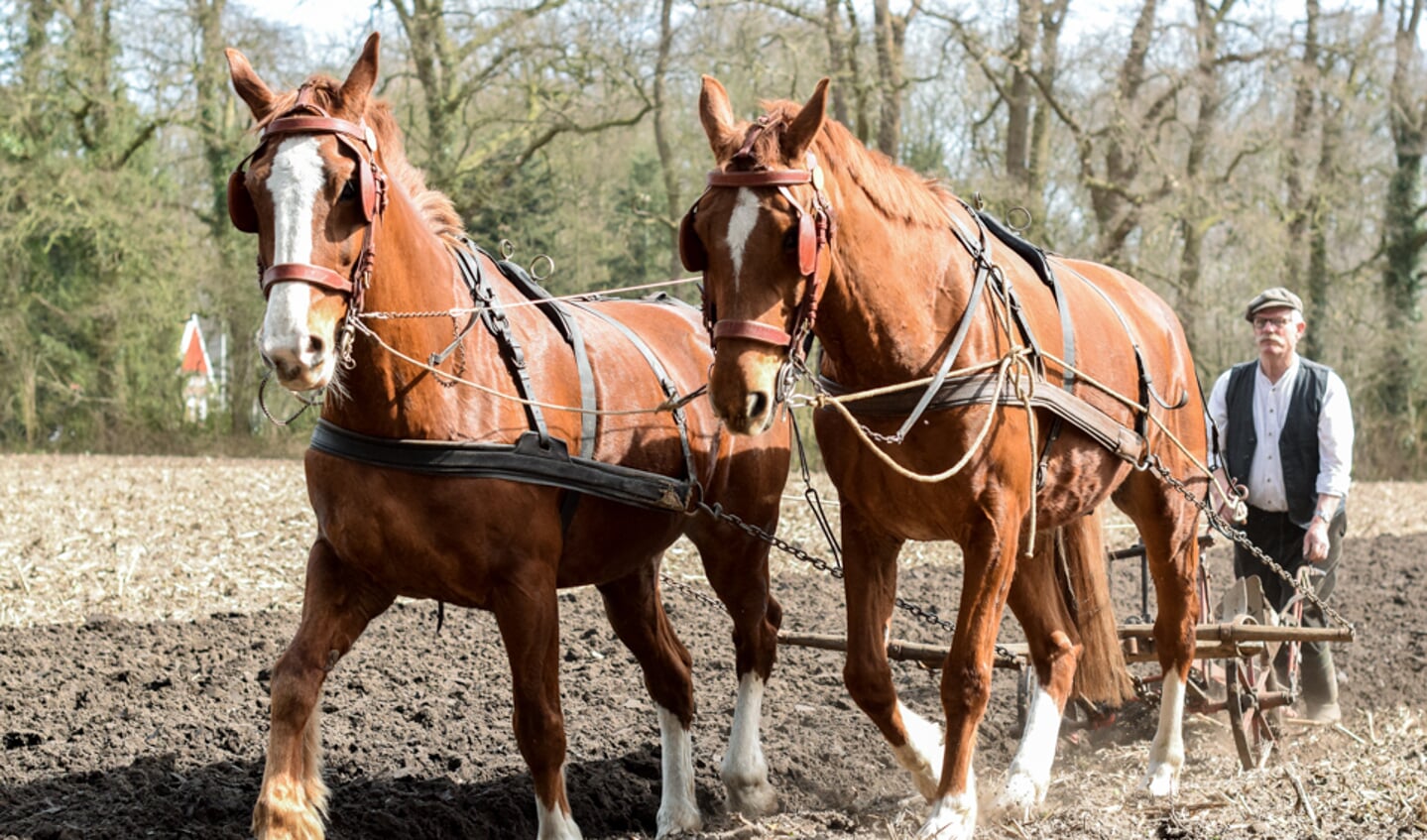 Ploegen met paarden is een precies werk