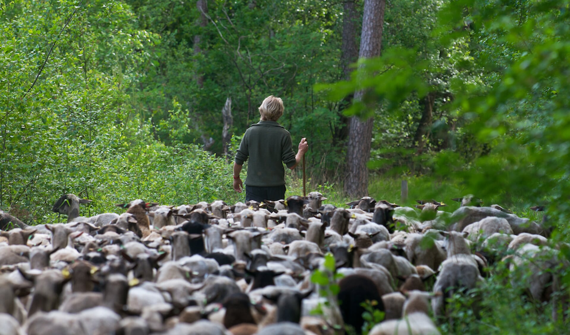 Ruim 200 schapen gaan met circa 230 lammetjes voor het eerst na de lammertijd richting de hei. Foto: PR