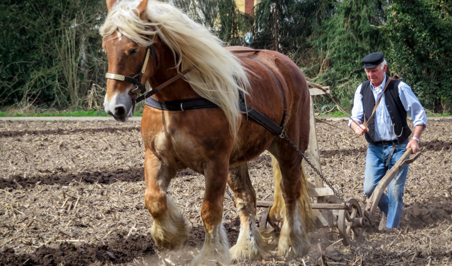 Houten ploeg van 150 jaar oud