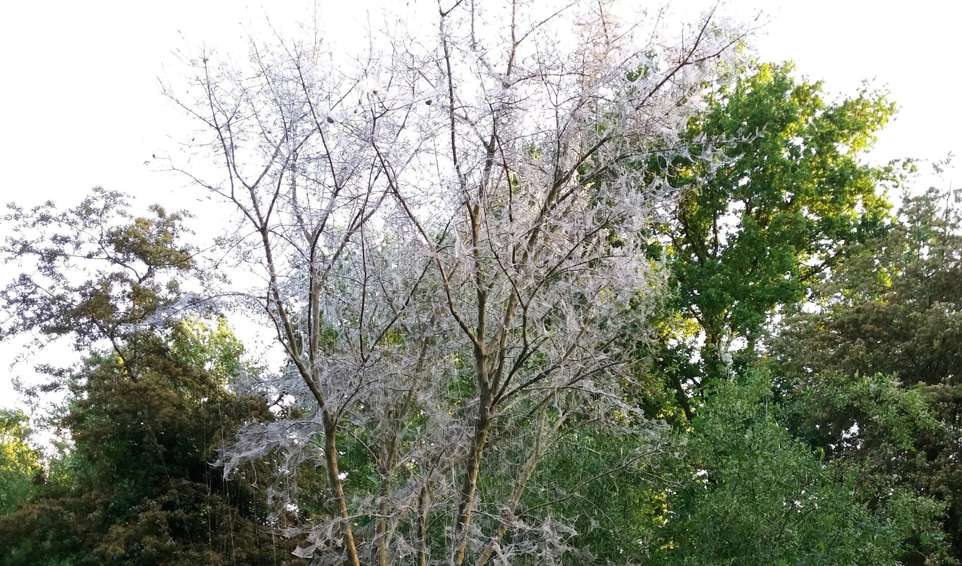 Verscheidene bomen zijn ten prooi gevallen aan de spinselmot of stippenmot-rupsen. Foto: Gelderse Post